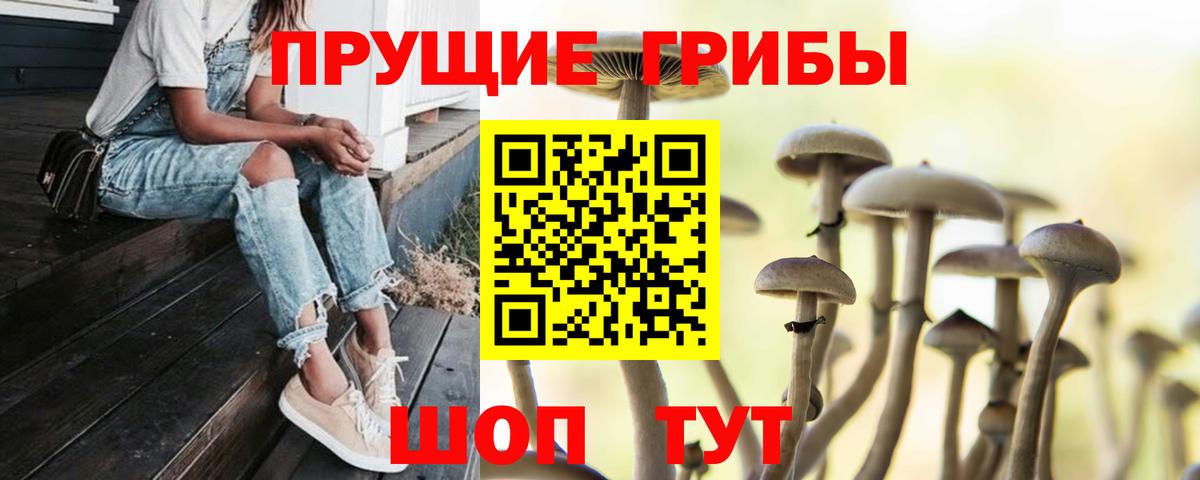 Арсеньев  Галлюциногенные грибы Psilocybine cubensis  Вход с VPN 